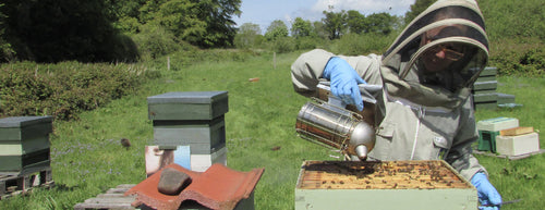 Local vs. Organic Honey: What's the Difference?