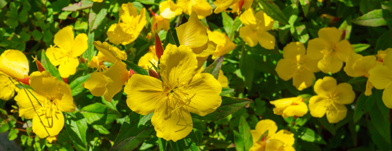 Evening Primrose flowers blooming in a field