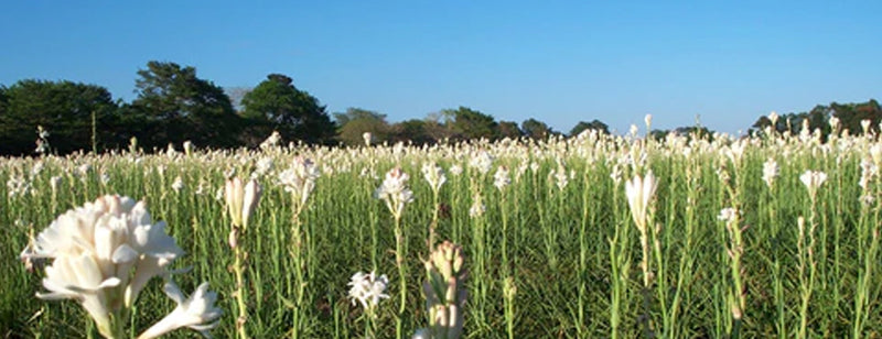 tuberose flower in bloom in a big green field