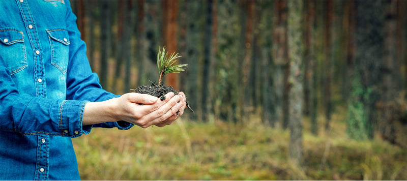 hands holding a seedling with background of a wood