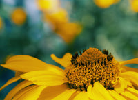 Arnica