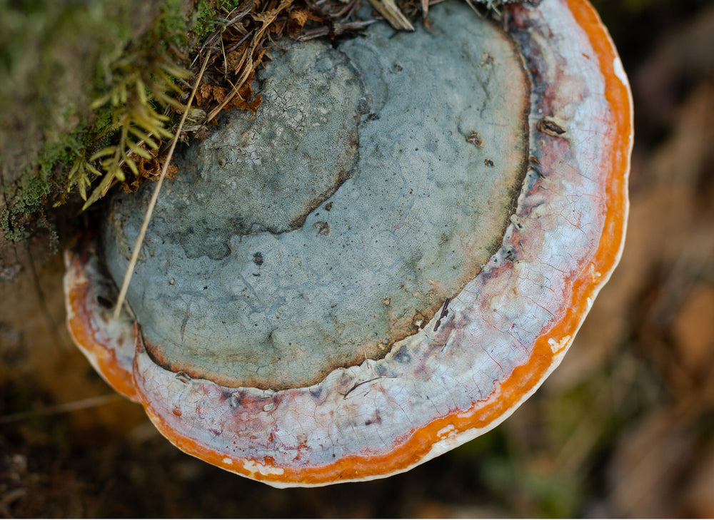 Chaga Mushrooms