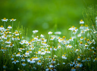 Chamomile Essential Oils