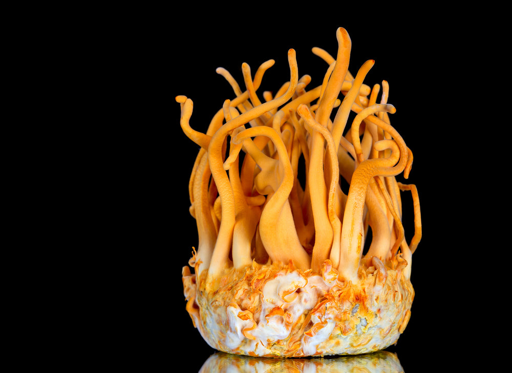 Cordyceps Mushrooms