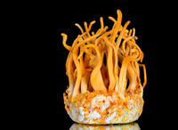 Cordyceps Mushrooms