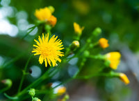 yellow dandelion flower