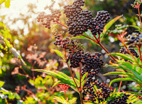 elderberry bush with berries
