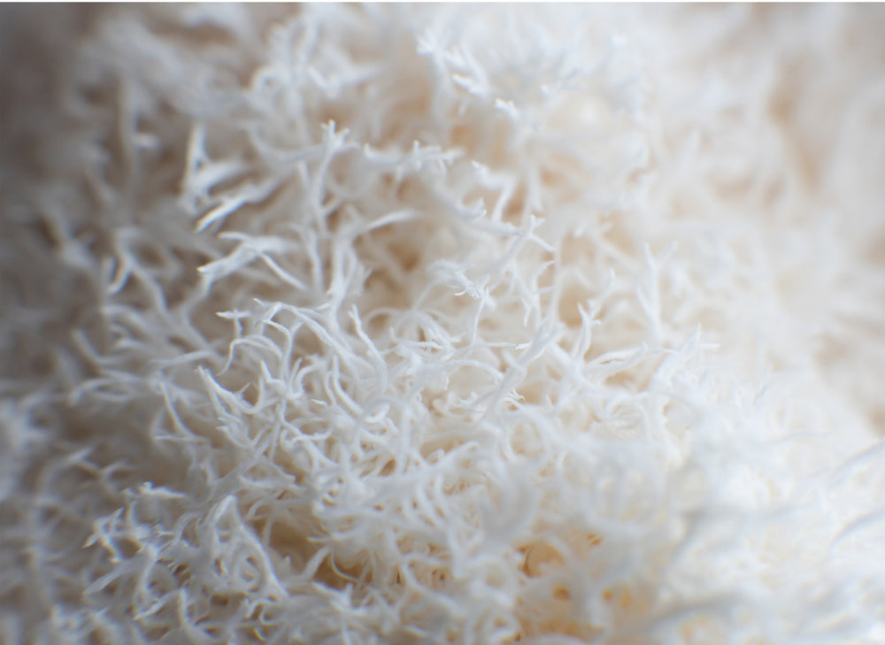 Lion's Mane