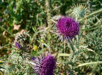 purple milk thistle flower