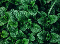 green mint leaves