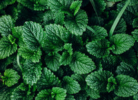 Mint Essential Oils