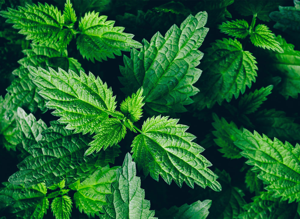Nettle