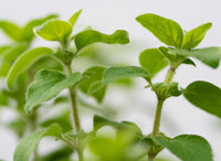 oregano plant for digestion