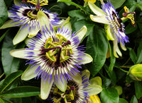Passiflora