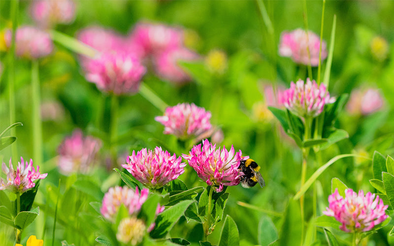 Red Clover
