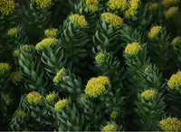 Rhodiola