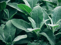 Sage