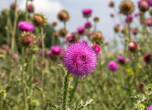 A. Vogel Digestive Support