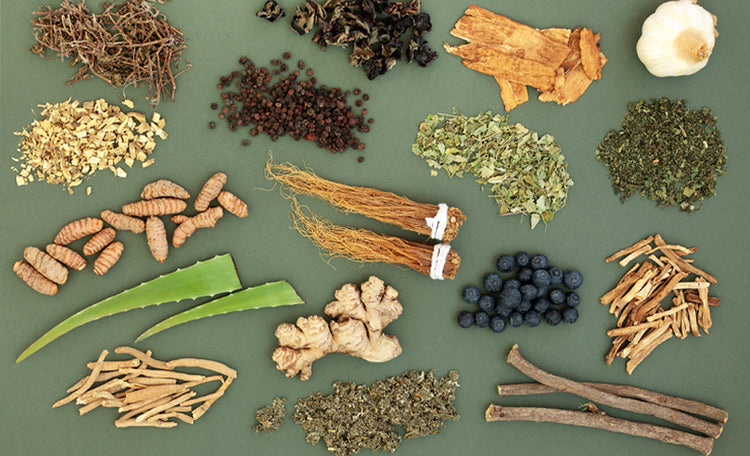variety of adaptogen plants in a flat lay photograph
