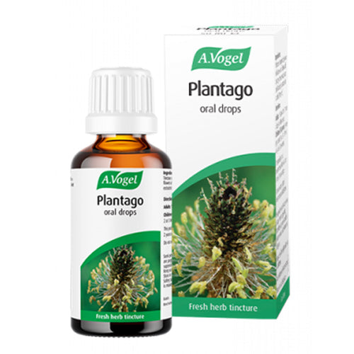 A. Vogel Plantago