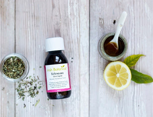 Irish Botanica Echinacea