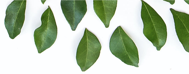 Green leaves arranged on white background