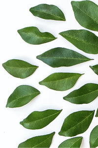 Green leaves arranged on white background