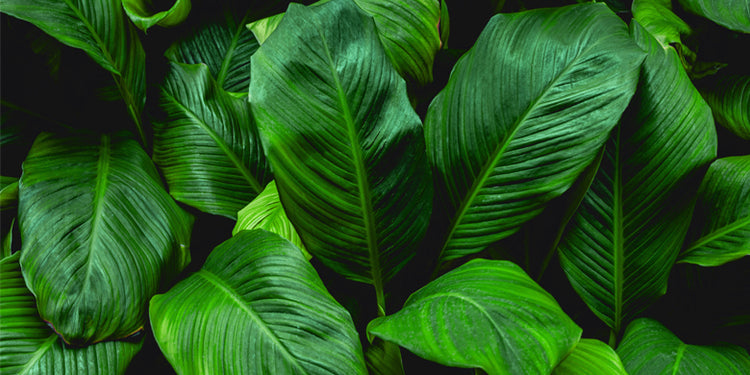 luscious green leaves