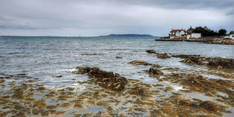 irish seaside with seaweed