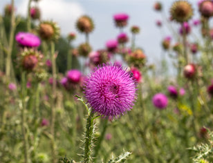 purple milk thistle flowers in field