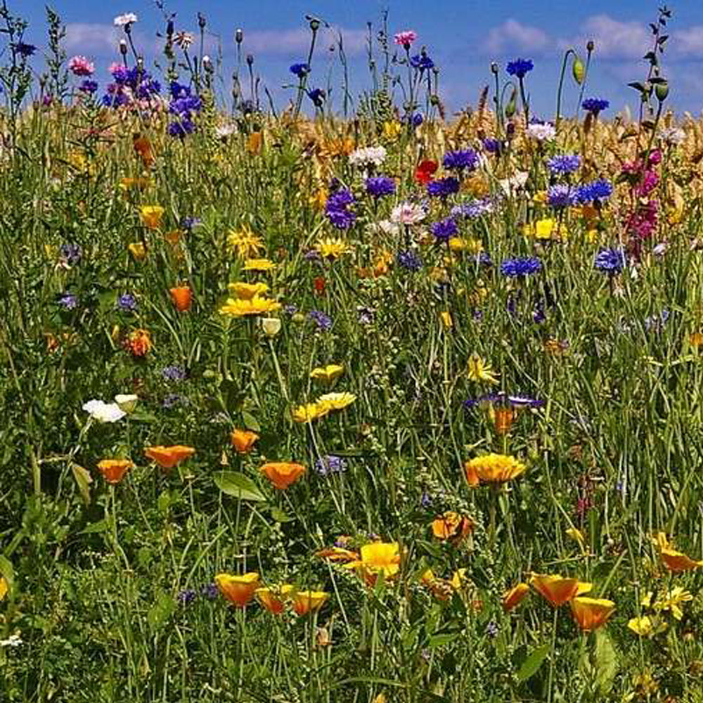 irish wildflowers