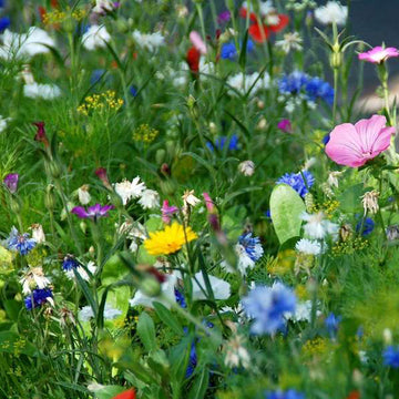 Native Irish Wildflowers