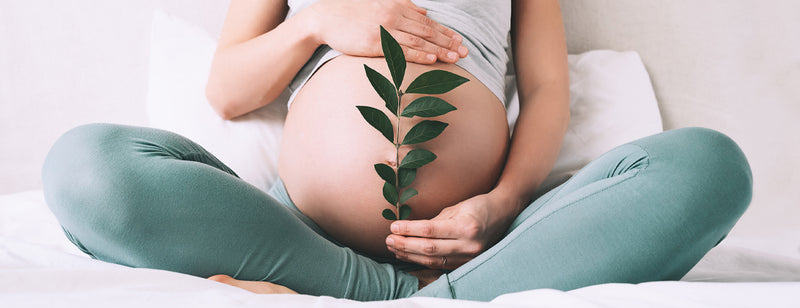 pregnant womans stomach holding fresh leaf