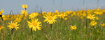a field of fresh arnica flowering plants