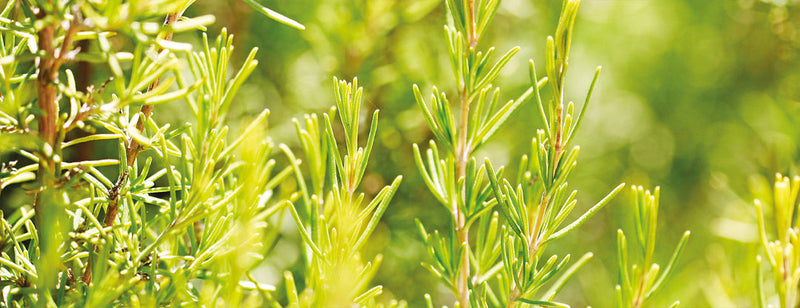 a field of fresh green rosemary