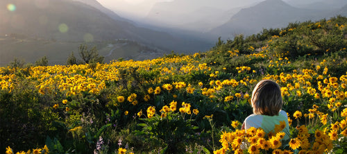 All About Arnica