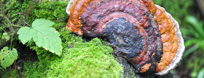  Chaga Mushroom: A Natural Superfood for Wellness