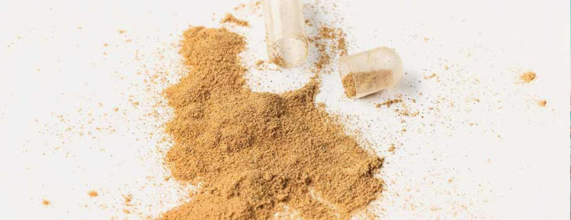 Cordyceps Mushrooms capsule open with powder