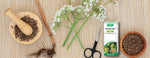Deep Sleep, Naturally: The Power of Valerian Root