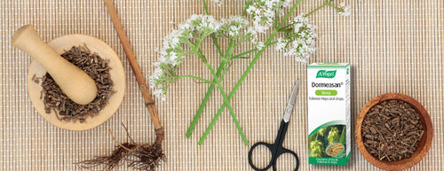 Deep Sleep, Naturally: The Power of Valerian Root