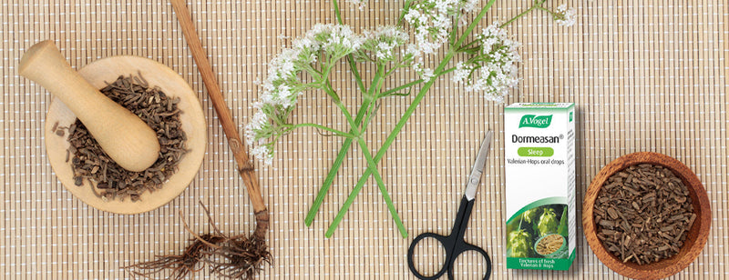 Deep Sleep, Naturally: The Power of Valerian Root