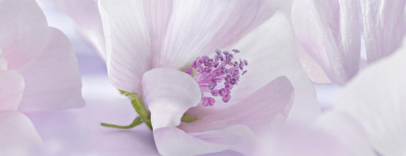 White mallow flower - Discover the Benefits of White Mallow