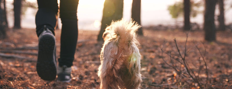easy ways to get more exercise in to your day like walking your dog