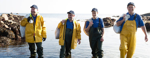 Four men on the beach with Connemara Organic Seaweed 