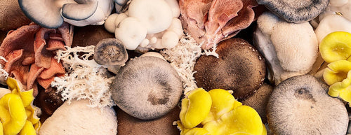 a selection of colourful mushrooms