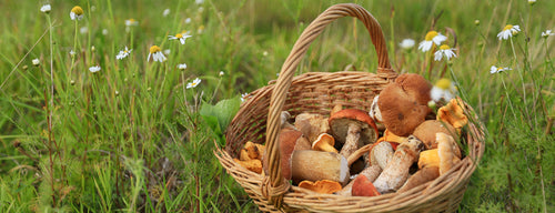 basket of medicinal mushrooms in a field