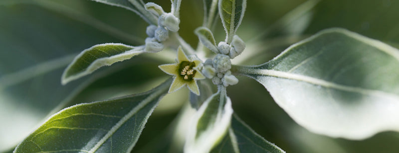 Flower of an ashwagandha plant, Withania somnifera, a medical herb from India. menopause support