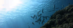 School of fish in sea by coral with sunlight shining