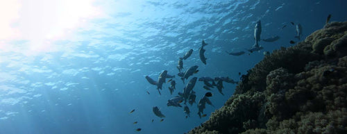 School of fish in sea by coral with sunlight shining