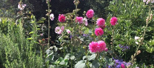 How to Choose Your Phytobiophysics Flower Formulas